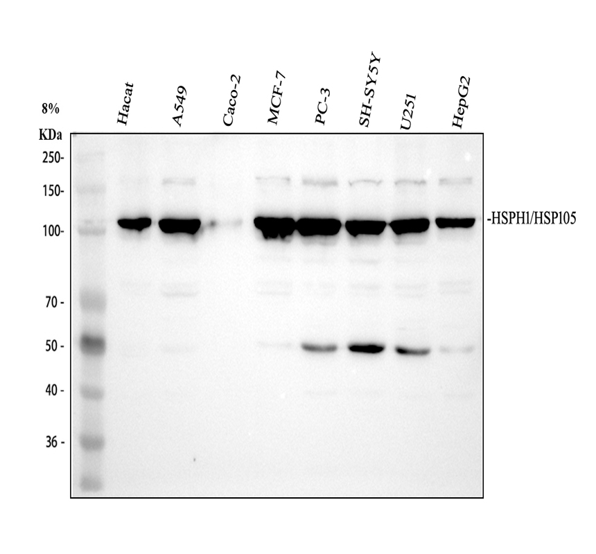 a04168 hsp105 primary antibodies wb testing 1_2
