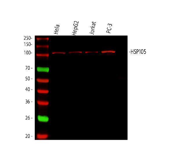  Western blot analysis of Hsp105 using anti-Hsp105 antibody (A04168)