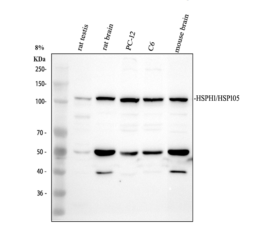 a04168 hsp105 primary antibodies wb testing 2_1