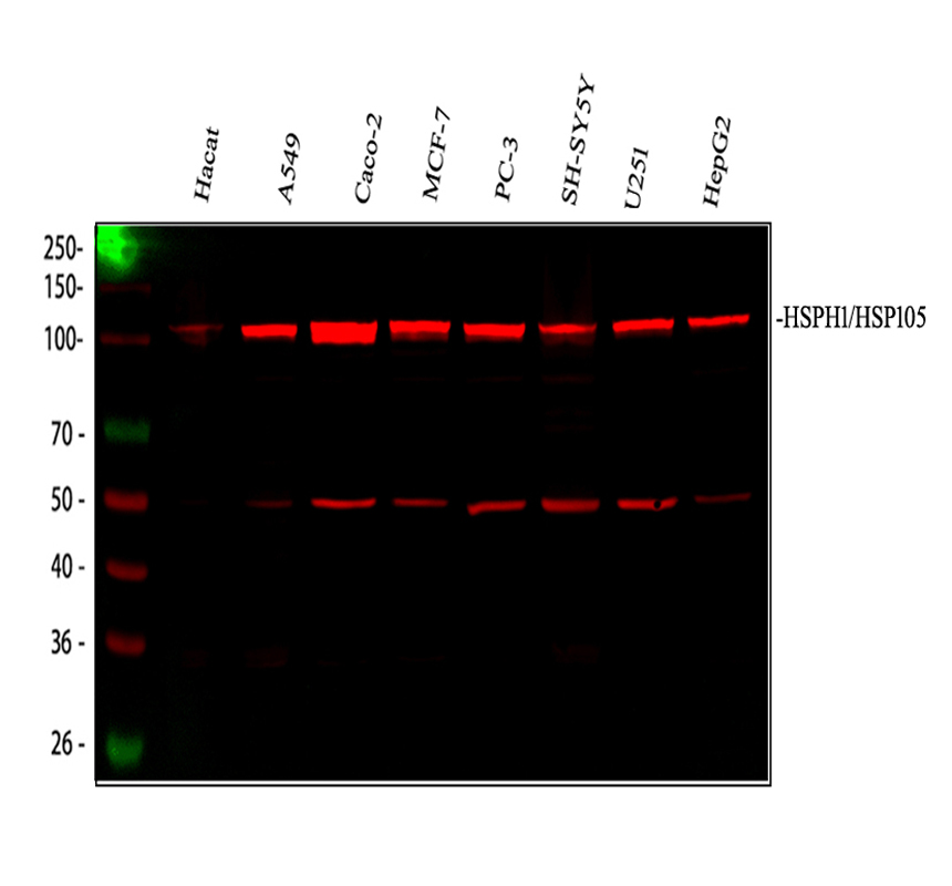 a04168 hsp105 primary antibodies wb testing 3