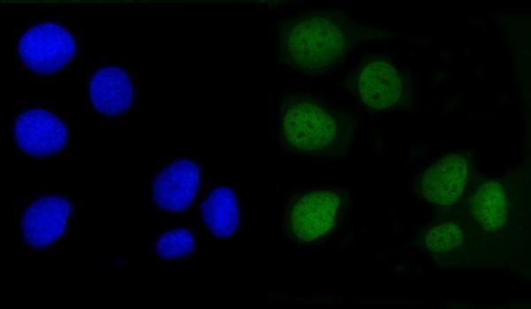  IF analysis of Angiomotin/AMOT using anti-Angiomotin/AMOT antibody (A04170-1)
