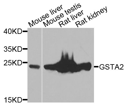 a04171 gsta2 primary antiboties wb testing 1
