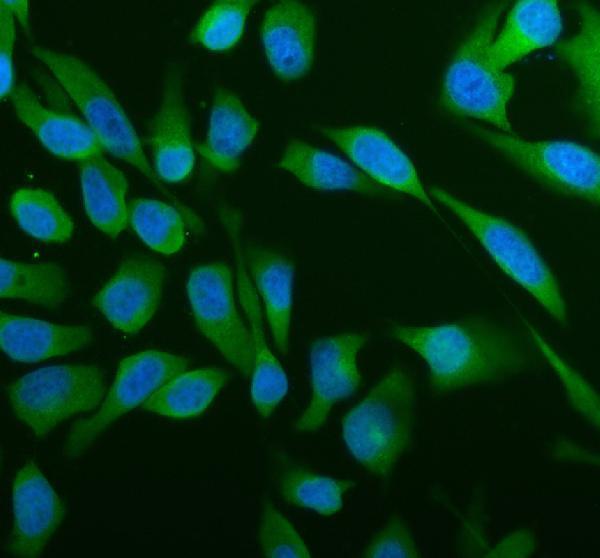 a04173 abce1 primary antibodies if testing 4