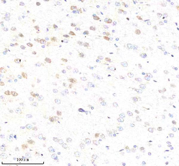 a04173 abce1 primary antibodies ihc testing 3