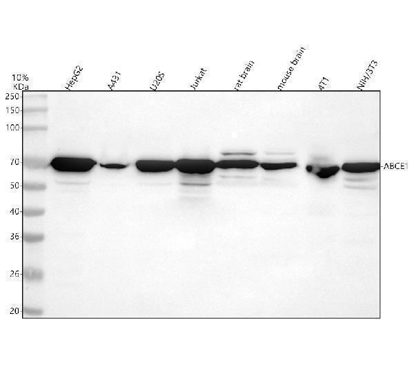  Western blot analysis of ABCE1 using anti-ABCE1 antibody (A04173)
