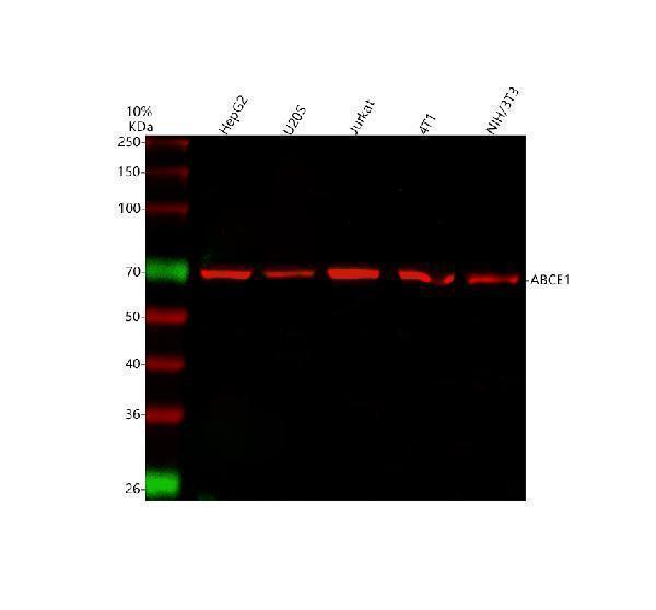 a04173 abce1 primary antibodies wb testing 6
