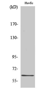 a04177 1 grb14 primary antibodies wb testing 2