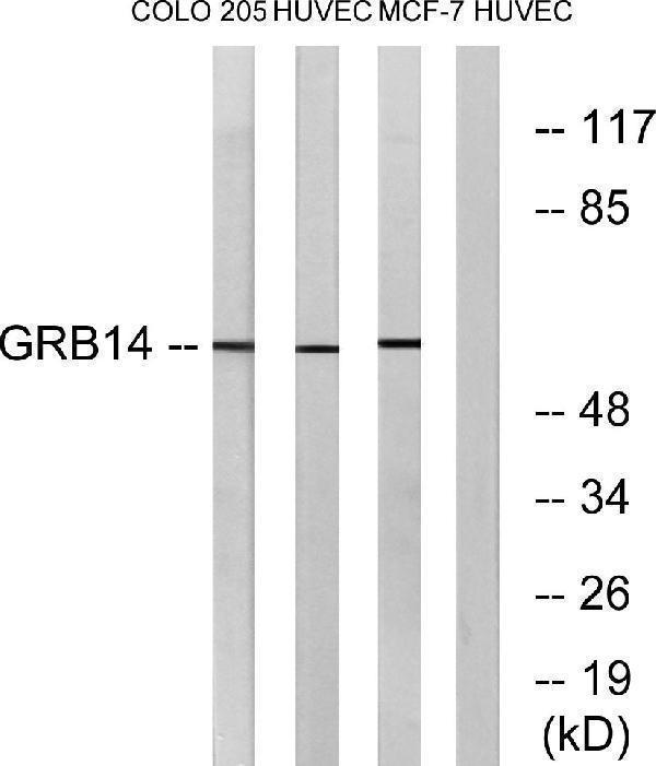 a04177 1 grb14 primary antibodies wb testing 3