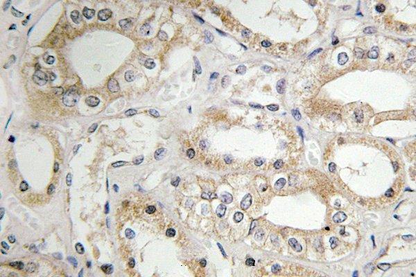Immunohistochemistry (IHC) analyzes of GRB14 (D123) pAb in paraffin-embedded human kidney tissue