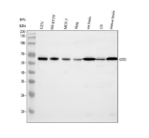 Western blot analysis of GDI1 using anti-GDI1 antibody (A04179-2)