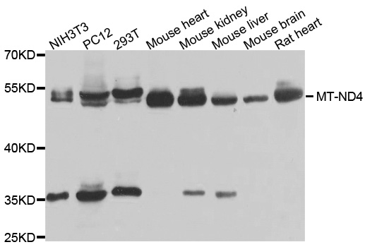 Western blot analysis of extracts of various cell lines, using MT-ND4 antibody