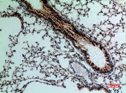Immunohistochemical analysis of paraffin-embedded mouse-lung, antibody was diluted at 1:100