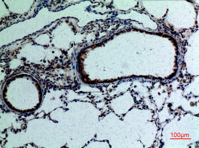 Immunohistochemical analysis of paraffin-embedded rat-lung, antibody was diluted at 1:100