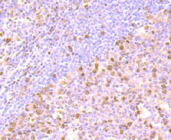 Immunohistochemical analysis of paraffin-embedded human tonsil tissue using anti-FKBP51 antibody