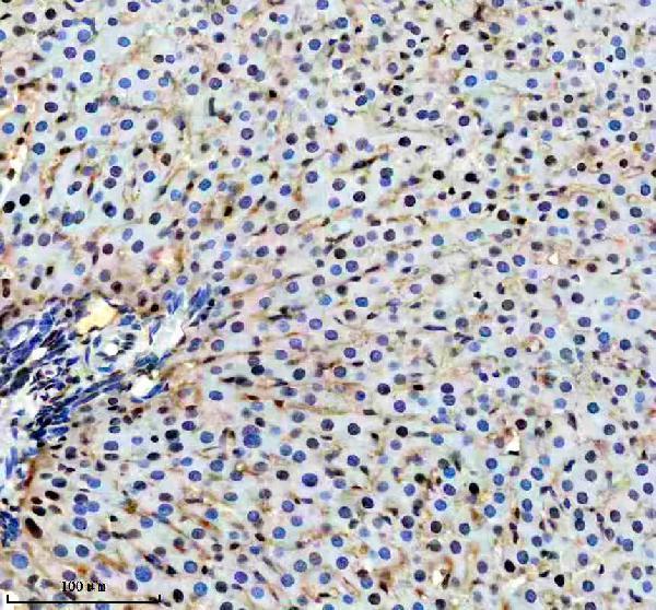 a04182 2 fkbp5 primary antibodies ihc testing 3