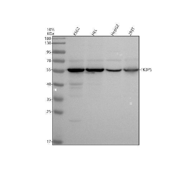 Western blot analysis of FKBP5 using anti-FKBP5 antibody (A04182-2)