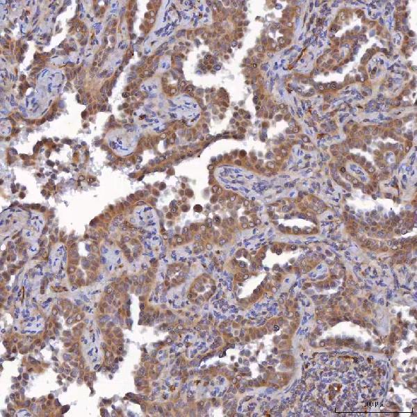 IHC analysis of SAV1 using anti-SAV1 antibody (A04183-2)