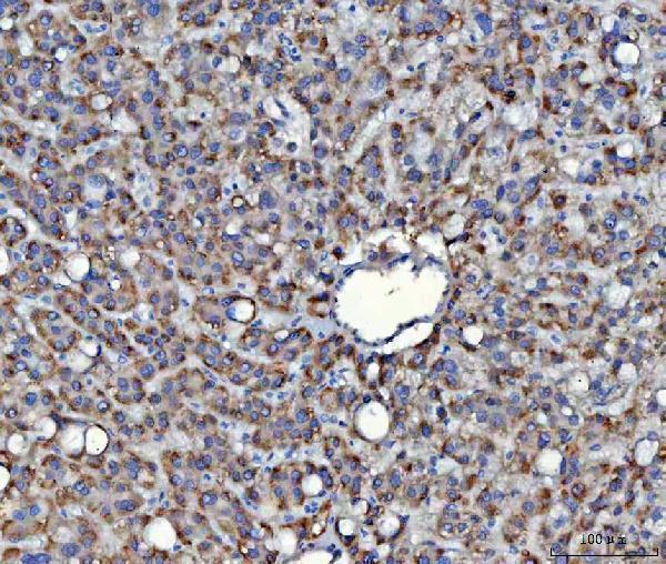 IHC analysis of SAV1 using anti-SAV1 antibody (A04183-2)