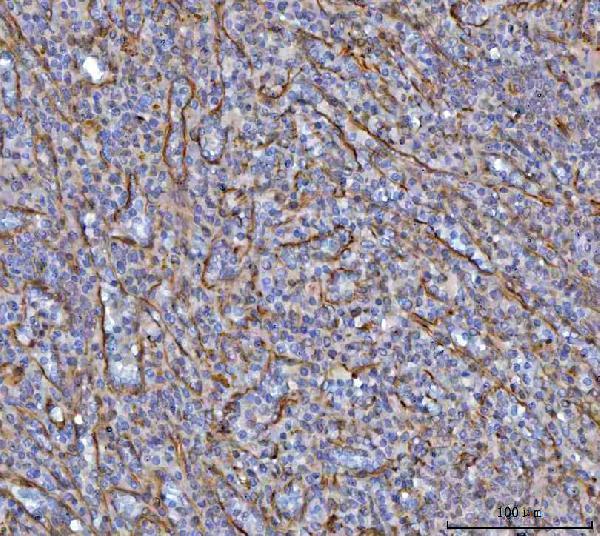 a04183 2 sav1 primary antibodies ihc testing 4