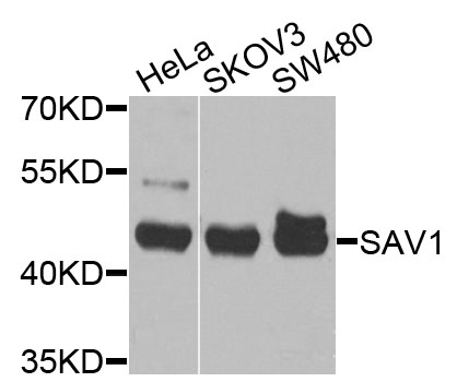 a04183 sav1 primary antiboties wb testing 1