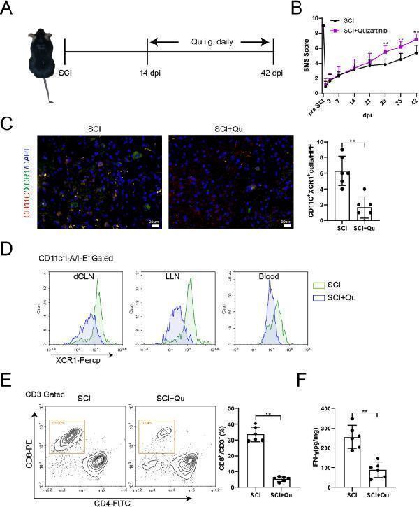 cDC1 depletion reduces CD8 + T cell infiltration after SCI injury