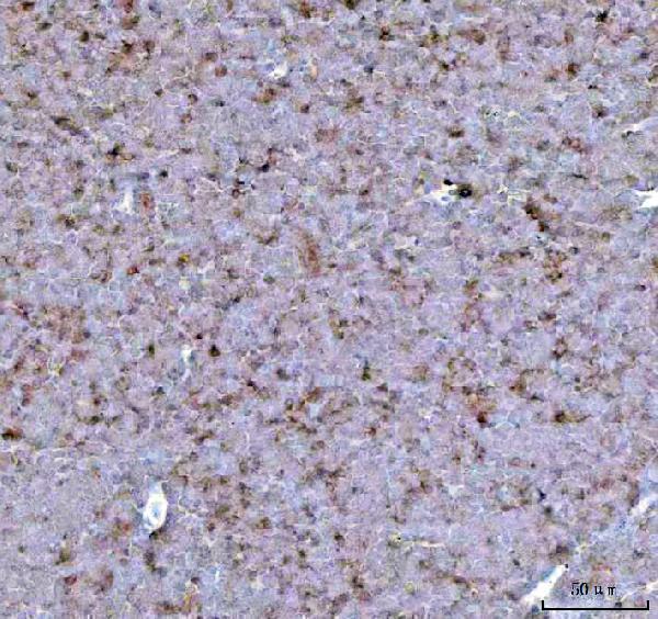 a04185 1 xcr1 primary antibodies ihc testing 4