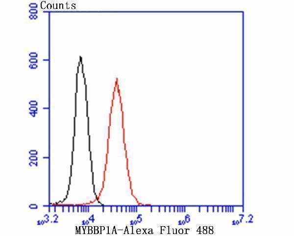 Flow cytometric analysis of 293T cells with MYBBP1A antibody at 1/50 dilution (red) compared with an unlabelled control (cells without incubation with primary antibody; black)