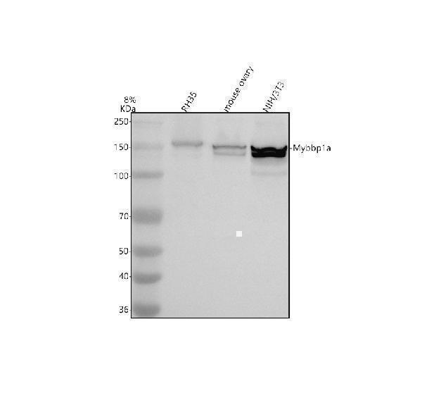 Western blot analysis of MYBBP1A using anti-MYBBP1A antibody (A04187-2)
