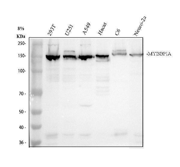 Western blot analysis of MYBBP1A using anti-MYBBP1A antibody (A04187-3)