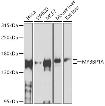 Western blot analysis of extracts of various cell lines, using MYBBP1A antibody  at 1:1000 dilution