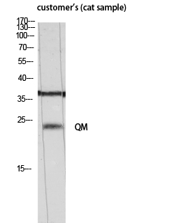 a04190 1 rpl10 primary antibodyes wb testing 1