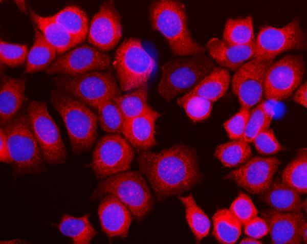 a04190 3 rpl10 primary antibodies if testing 5