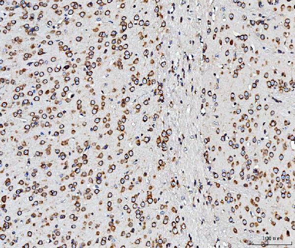 a04190 3 rpl10 primary antibodies ihc testing 3_1