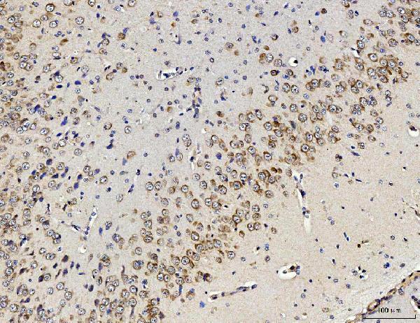 a04190 3 rpl10 primary antibodies ihc testing 4_1
