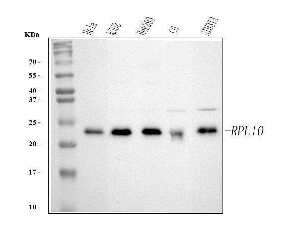 a04190 3 rpl10 primary antibodies wb testing 1_1