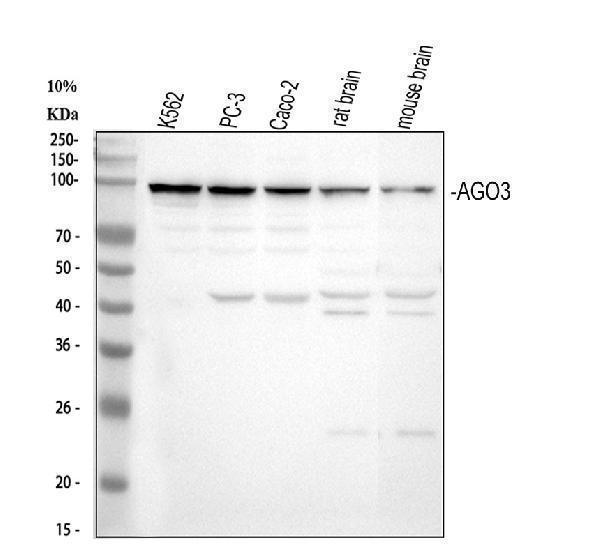 a04191 1 ago3 primary antibodies wb testing 1_1