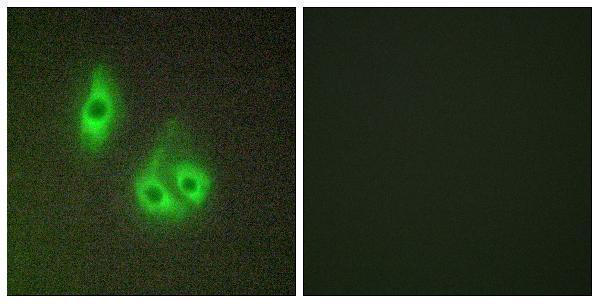Immunofluorescence analysis of HepG2 cells, using LAMA3 Antibody