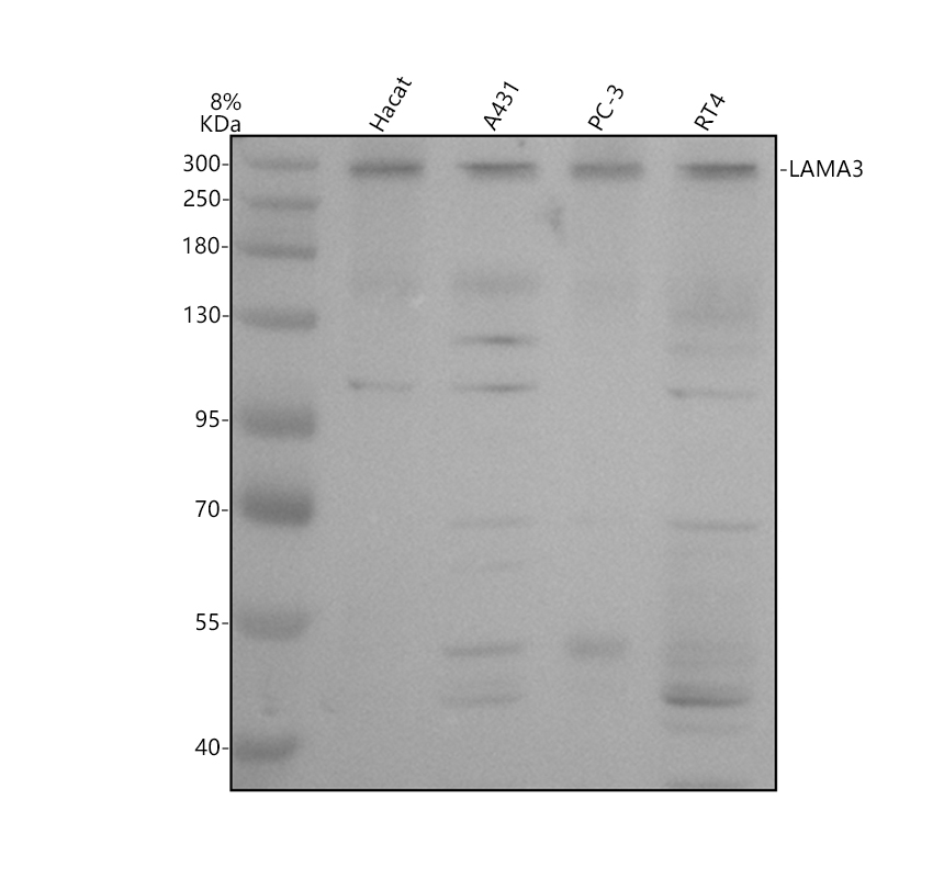 a04194 2 lama3 primary antibodies wb testing 1