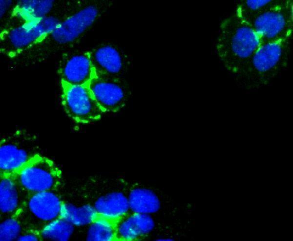 ICC staining Laminnin 5 alpha 3 in Hela cells (green)