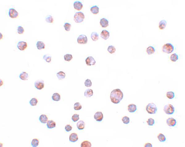 a04199 zc3hav1 primary antibodies icc testing 2