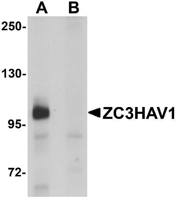 a04199 zc3hav1 primary antibodies wb testing 1