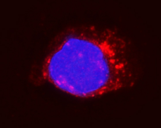 a04201 1 itgb5 primary antibodies if testing 3