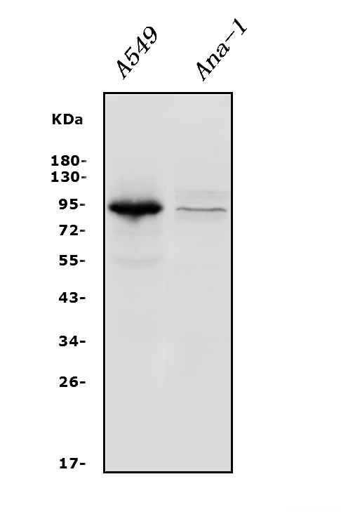 a04201 1 itgb5 primary antibodies wb testing 1