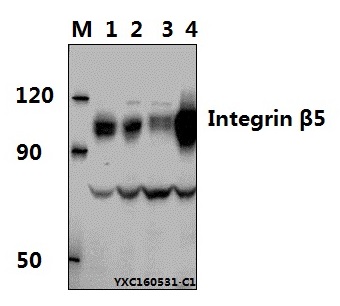 Western blot (WB) analysis of Integrin β5 polyclonal antibody at 1:500 dillution
Lane1:MCF-7 whole cell lysate(40μg)
Lane2:LO2 whole cell lysate(40μg)
Lane3:CT-26 whole cell lysate(40μg)
Lane4:H9C2 whole cell lysate(40μg)
