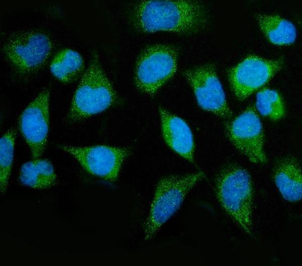  IF analysis of MTMR2 using anti-MTMR2 antibody (A04202-1)