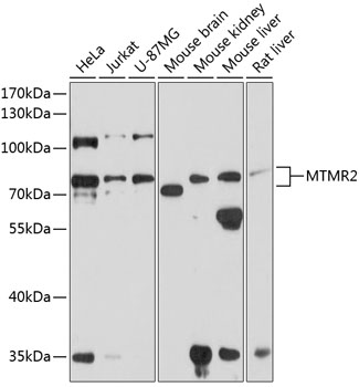 Western blot analysis of extracts of various cell lines, using MTMR2 antibody  at 1:1000 dilution
