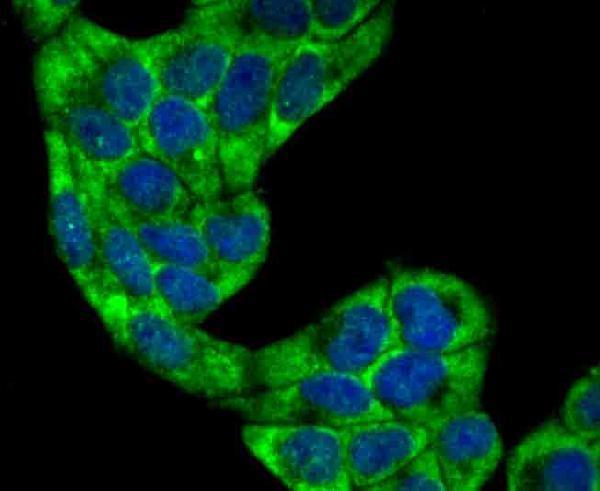 a04205 vil1 primary antiboties icc testing 2