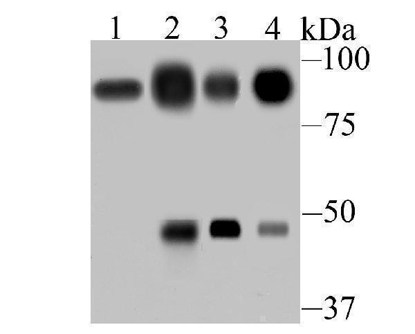 a04205 vil1 primary antiboties wb testing 1