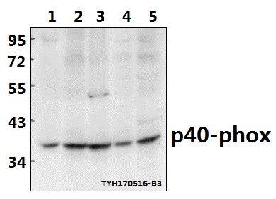 a04208 ncf4 primary antiboties wb testing 1