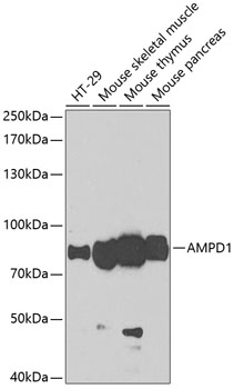 Western blot analysis of extracts of various cells, using AMPD1 antibody